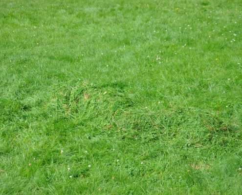 visionssuche, Medicinewalk