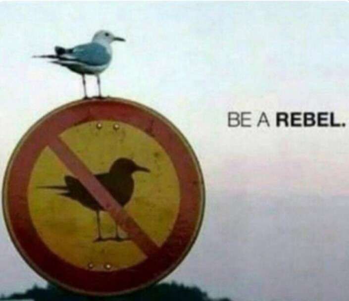 Rebel