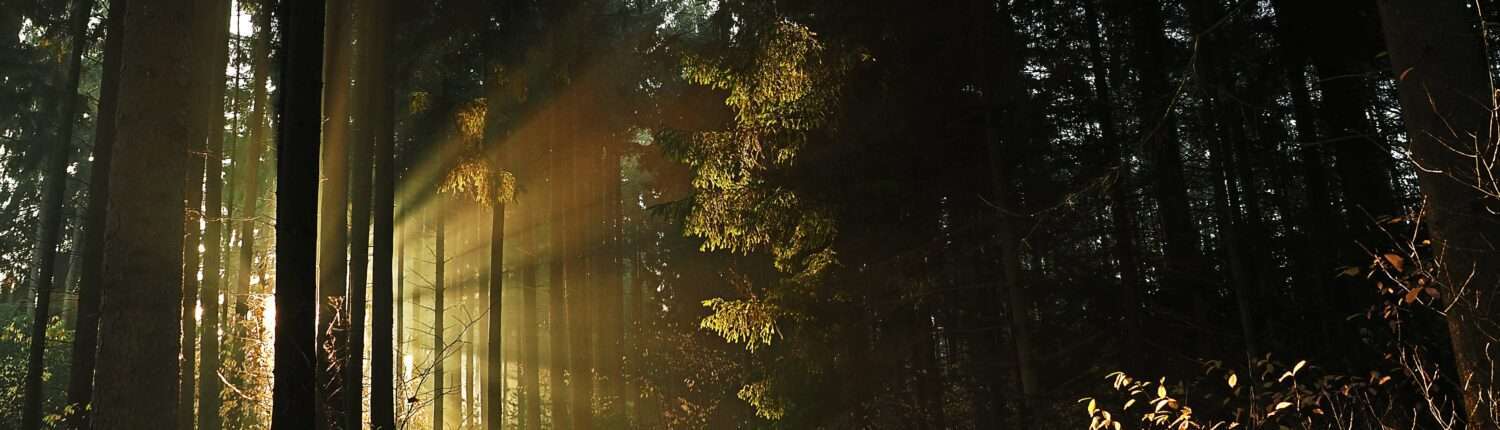 pascal-van-de-vendel-xhD49fKOzw0-unsplash-healing nature