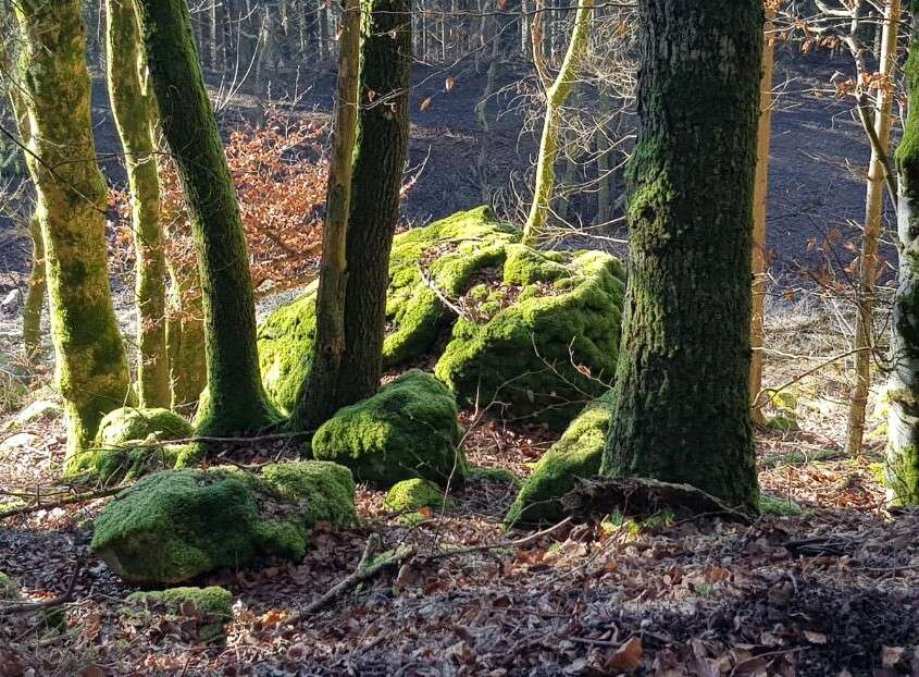 healing nature Heilung im Spiegel der Natur healing nature Visionssuche Ausbildung Naturtherapie